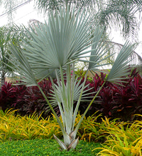 bismark palm tree bismarck palm tree5 Top 10 Cold Hardy Palm Trees