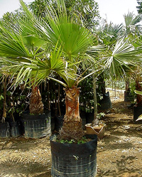 california fan palm california fan palm8 Top 10 Cold Hardy Palm Trees