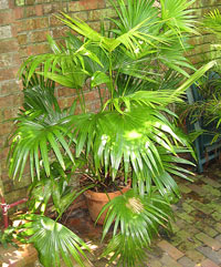 chinese fan palm chinese fan palm5 Top 10 Cold Hardy Palm Trees