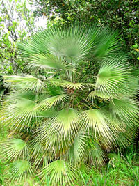 European Palm Tree european palm tree3 Top 10 Cold Hardy Palm Trees