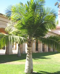 Majesty Palm Tree majesty palm tree1 Majesty Palm Tree Pictures