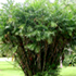 bamboo palm tree70x70 Palm Tree Catalog