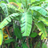 banana palm tree70x70 Palm Tree Catalog