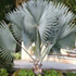 bismarck palm tree70x70 Palm Tree Catalog
