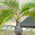 bottle palm tree70x70 Palm Tree Catalog