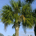 cabbage palm tree70x70 Palm Tree Catalog
