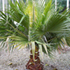 california palm tree70x70 Palm Tree Catalog