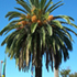 canary palm tree70x70 Palm Tree Catalog