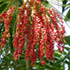 Fast Growing Palms Trees carpentaria palm tree70x70 Fast Growing Palms Trees