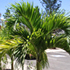 christmas palm tree70x70 Palm Tree Catalog