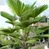 chusan palm tree70x70 Palm Tree Catalog