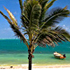 coconut palm tree70x70 Palm Tree Catalog
