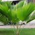 fiji palm tree70x70 Palm Tree Catalog
