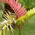 flame palm tree70x70 Palm Tree Catalog