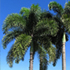 foxtail palm tree70x70 Palm Tree Catalog