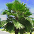 guadalupe palm tree70x70 Palm Tree Catalog