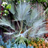 hesper palm tree70x70 Palm Tree Catalog