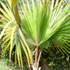 latan palm tree70x70 Palm Tree Catalog