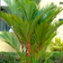 lipstick palm tree70x70 Palm Tree Catalog