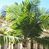 majesty palm tree70x70 Palm Tree Catalog