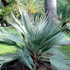 mazari palm tree70x70 Palm Tree Catalog