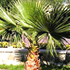 mexican palm tree70x70 Palm Tree Catalog