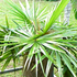 oldman palm tree70x70 Palm Tree Catalog