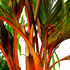 orange palm tree70x70 Palm Tree Catalog