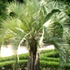 pindo palm tree70x70 Palm Tree Catalog