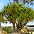 ponytail palm tree70x70 Palm Tree Catalog