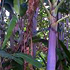 purple palm tree70x70 Palm Tree Catalog