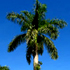 Fast Growing Palms Trees queen palm tree70x70 Fast Growing Palms Trees