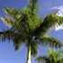 Fast Growing Palms Trees royal palm tree70x70 Fast Growing Palms Trees