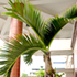 spindle palm tree70x70 Palm Tree Catalog