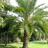 sylvester palm tree70x70 Palm Tree Catalog