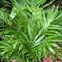 teddy palm tree70x70 Palm Tree Catalog