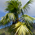 thatch palm tree70x70 Palm Tree Catalog