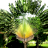 travelers palm tree70x70 Palm Tree Catalog