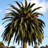 truedate palm tree70x70 Palm Tree Catalog