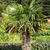 windmill palm tree70x70 Palm Tree Catalog