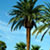 Palm Trees