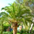 Palm Trees