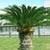 Palm Trees