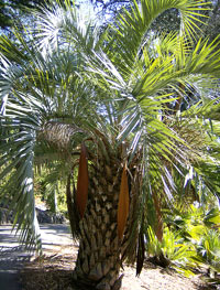 pindo palm pindo palm tree3 Top 10 Cold Hardy Palm Trees