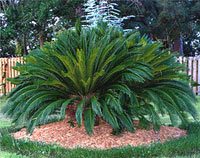 sago palm tree sago palm tree6 Top 10 Cold Hardy Palm Trees