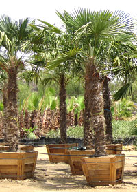 windmill palm tree windmill palm tree6 Top 10 Cold Hardy Palm Trees