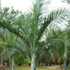 beccaneer palm tree70x70 Palm Tree Catalog