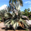 cold_damaged_palm_web cold damaged palm web Palm Tree Articles