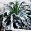 cold_hardy_palm2 cold hardy palm2 Palm Tree Articles