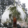 cold_hardy_palms_web cold hardy palms web Palm Tree Articles